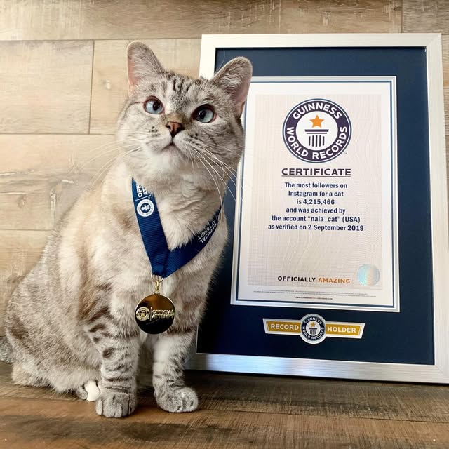 Nala wearing a Guinness World Record medal beside her framed certificate