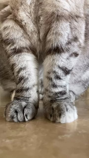 Close-up of Nala’s tabby paws sitting side by side on a polished floor