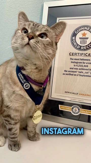Nala in her record medal looking up beside the Guinness certificate
